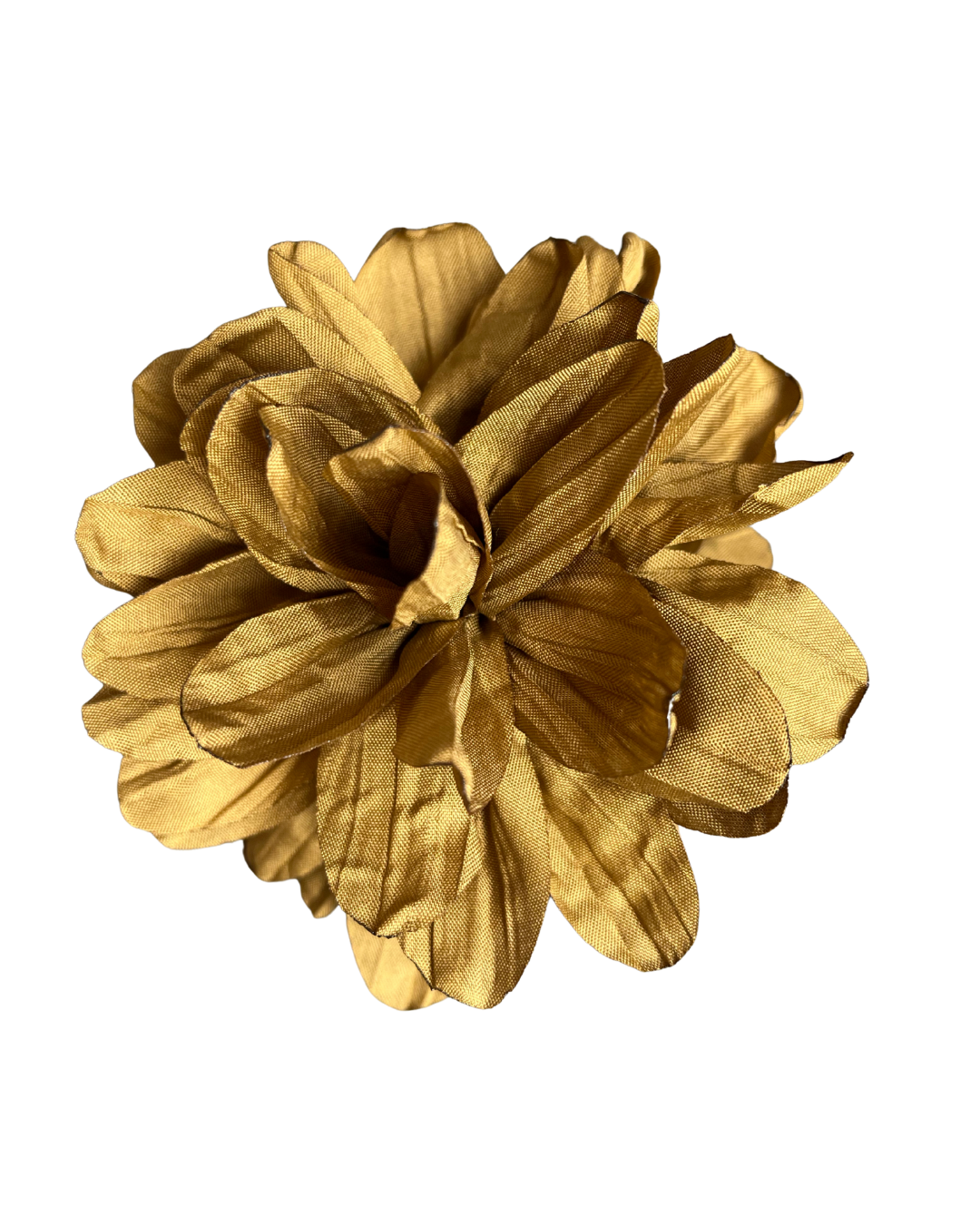 Flor Jacinta Dorado